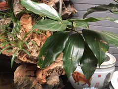 -蔼若春.传承三十年云南菜(金碧公园店)
