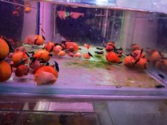 -三旗百汇商品城