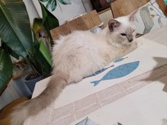 -吉丁鸟咖·异宠·寄养