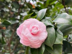 -中国科学院华南植物园