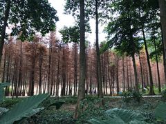 -广州市帽峰山景区