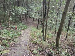 -铁山坪森林公园