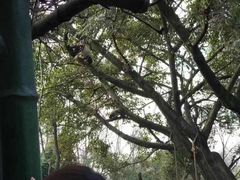 -都江堰中华大熊猫苑