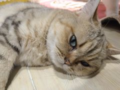 -momokira米努特·德文卷毛猫·棉花面纱犬