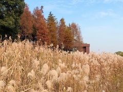 -苏州太湖湖滨国家湿地公园