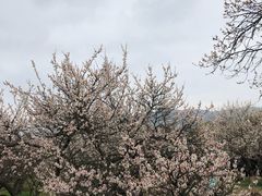 -香雪海