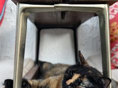 -Sirena海妖日咖夜酒