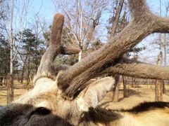 -秦皇岛野生动物园