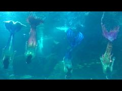 -石家庄海洋公园