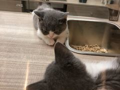 -飞行喵MR PILOT|猫舍·猫咖(静安大融城店)