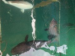 -蓝湾碧波·老字号·疍家非遗海上餐厅