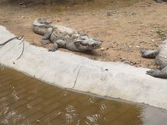 -泉州海丝野生动物世界