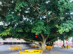 -北海金海湾红树林生态旅游区