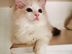 -东方名猫馆·英短金渐层布偶猫舍(环线广场1号楼店)