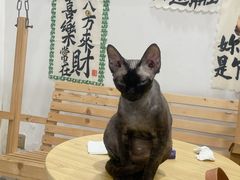 -楼上猫咖(罗湖店)