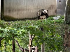 -卧龙中华大熊猫苑神树坪基地
