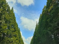 -黄海国家森林公园