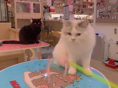 -滚猫咖啡·猫咖·猫友好撸猫(未来城店)