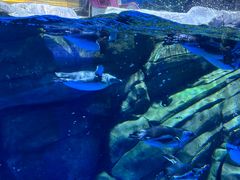 -上海海昌海洋公园