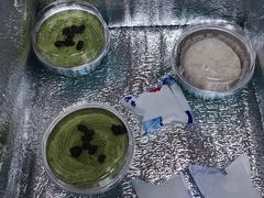 -7cake榴莲千层蛋糕(松江店)