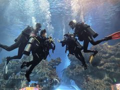 -芜湖新华联大白鲸海洋公园