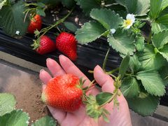 -甜心庄园·甜心草莓采摘园(西青中北店)