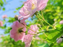 -望江楼公园