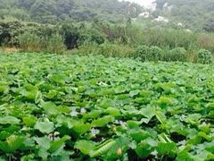 iphone_upload_pic-三山岛