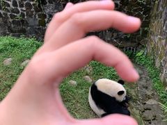 -都江堰中华大熊猫苑