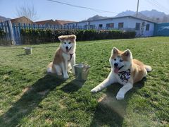 -趣玩宠物乐园寄养训犬训狗游泳池