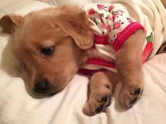 -安安宠医·臻爱宠物医院·宠保定点(营门口路分院)