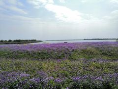 -合肥滨湖国家森林公园