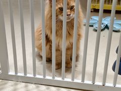 -藏猫猫咖啡主题馆(中央大道店)