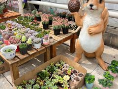 -上海鲜花港