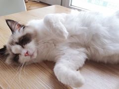-猫的茶·猫咖