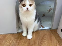 -COLOR PETS 撸猫馆·购猫·猫咖(长风大悦城店)