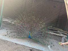 -秦皇岛野生动物园