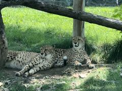 -北京野生动物园