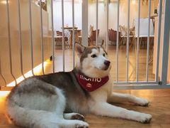 -Husky Go! 哈士奇体验馆·宠物咖啡厅狗咖