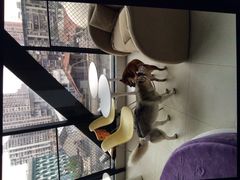 -怪兽屋·羊驼·猫咖·狗咖(俊华广场店)