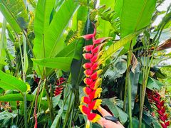 -莫里热带雨林景区
