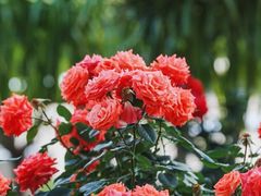 -国家植物园