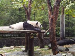 -都江堰中华大熊猫苑