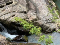 -广州白江湖森林公园