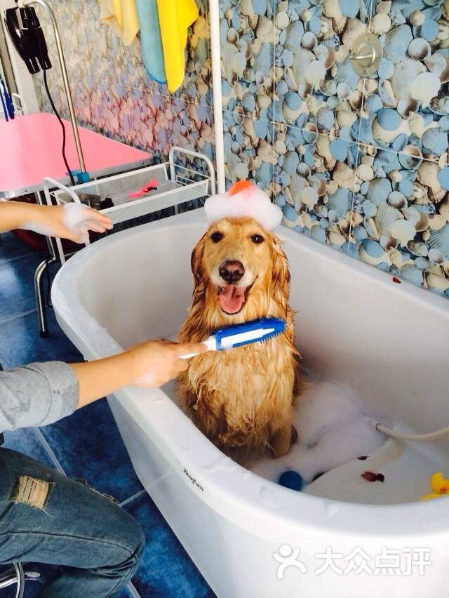 宠物泡泡浴