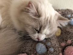 -Meowの猫咖(万家丽店)