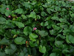 -素心斋素食餐厅