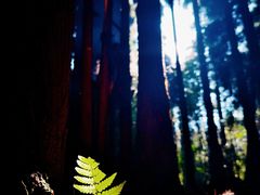 -武陵山森林公园