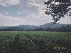 -中国茶叶博物馆(双峰馆区)