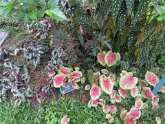 -东莞植物园